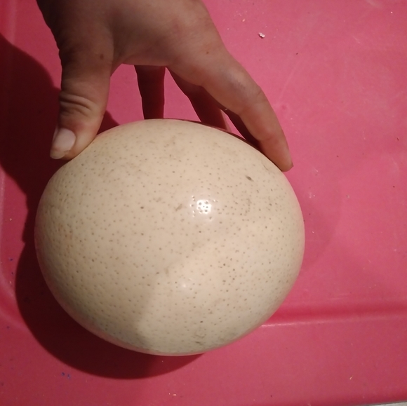 Real ostrich egg